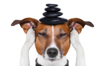 Problemi comportamentali del cane